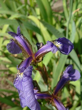 Kosaciec szczecinkowaty Iris setosa.jpg
