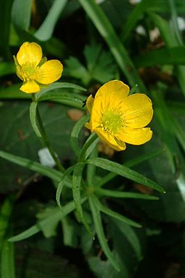 Ranunculus auricomis.jpg