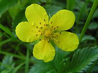 Silverweed flower 800.jpg