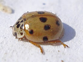 Adalia decempunctata1.jpg