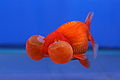Goldfish Bubble Eye.jpg