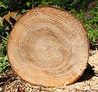 Abies grandis cross section cropped.jpg