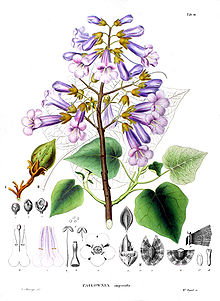 Paulownia-tomentosa BMK.jpg