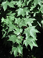 Acer cappadocicum.jpg