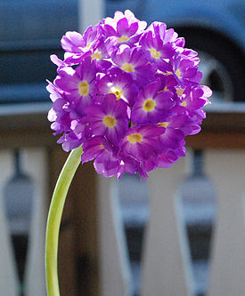 PurplePrimuladenticulata.jpg