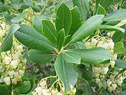 Arbutus unedo hojas.jpg