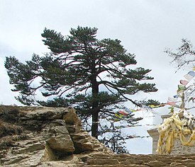 Abies spectabilis Namche Bazaar.jpg