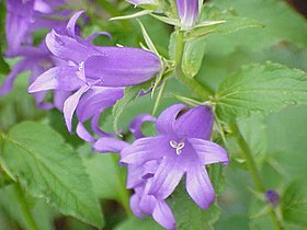 Campanula latifolia2.jpg