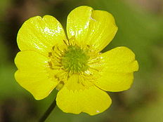 Ranunculus acris1.jpg