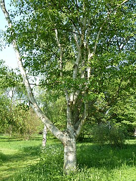 Betula luminifera arboretum Breuil 3.jpg