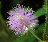 Mimosa pudica 03 ies.jpg