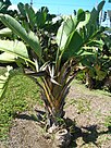 Starr 060909-8797 Strelitzia nicolai.jpg