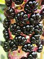 Phytolacca acinosa fruits03.jpg