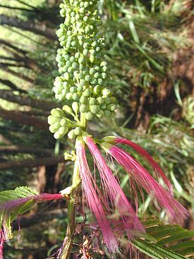 Calliandra