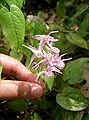 Epimedium grandiflorum a4.jpg