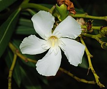 Nerium oleander