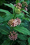 Asclepias syriaca prg 1.jpg