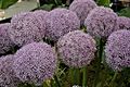 Selection of cultivated Alliums.jpg