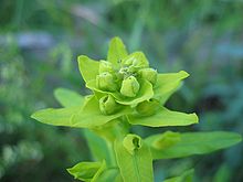 Плод Euphorbia bubalina