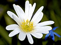 White Flower Closeup.jpg