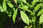 Acer mandshuricum leaf.jpg
