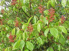 Aesculus pavia0.jpg