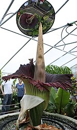 Amorphophallus titanum Morticia june 20 2012 galawebdesign.jpg