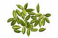 Elettaria cardamomum - Köhler–s Medizinal-Pflanzen-057.jpg