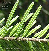 Abies alba 3.jpg