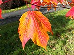 Acer rubrum 002.jpg