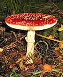 Amanita caesarea.JPG