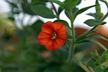 Calibrachoa parviflora Callie Orange 0zz.jpg