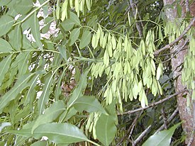 Starr 030405-0112 Fraxinus uhdei.jpg