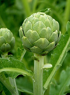 Artichoke J1.jpg