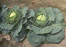 Brassica oleracea0.jpg