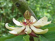 Magnolia obovata 02.jpg