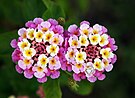 Twin lantana camara edit.jpg