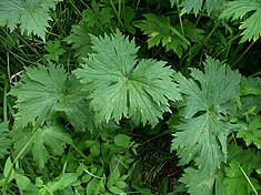 Aconitum lycoctonum leaves 1 AB.jpg