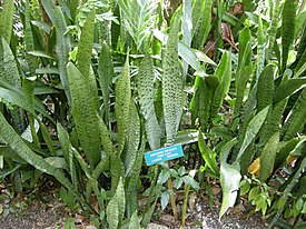 Sansevieria trifasciata 2.jpg