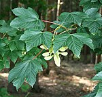 Acer pseudoplatanus 2.jpg