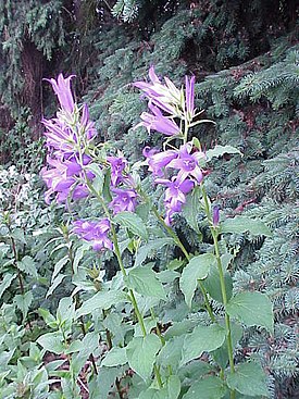 Campanula latifolia2.jpg