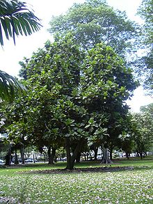 Artocarpus altilis (fruit).jpg