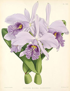 Cattleya maxima Orchi 01.jpg