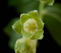 Polygonatum multiflorum4 ies.jpg