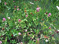 Red clover in Zlatibor.jpg