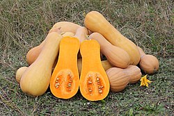 Cucurbita moschata Butternut 2012 G2.jpg