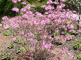 Rhododendron vaseyi2.jpg