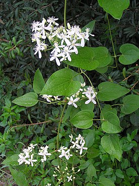Clematis terniflora.jpg