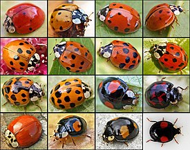 Harmonia axyridis01.jpg