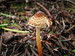 Lepiota castanea 70848.jpg